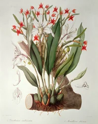 蘭： `SertumOrchidaceum、1838のCattleya Diothonca imbricataと象牙